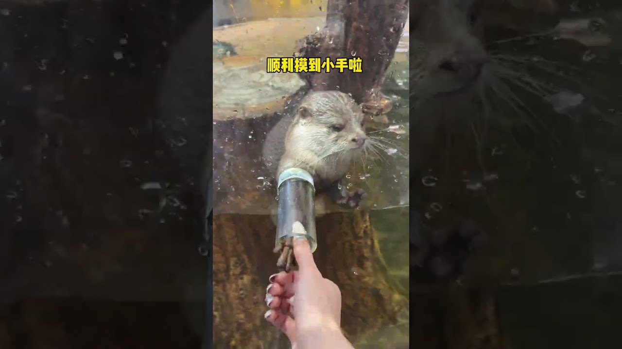 The little otter who came home suddenly saw fish meat. Otter. Baby otter. Changsha zoolung large