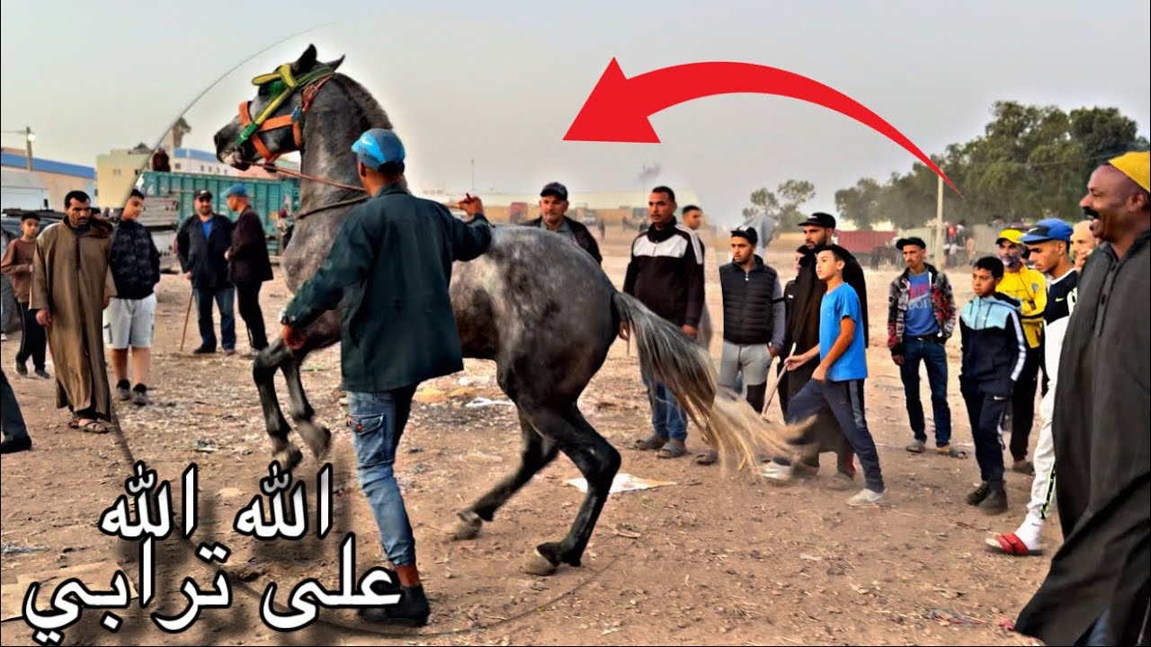 سوق سطات اليوم مكنينش العشاقا بادريس عندو زين وترابي 😍💯