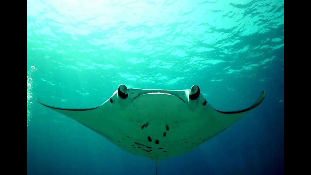 Diving Komodo/Flores 2019 with divespotchecker.de @ Orca Divers ENG