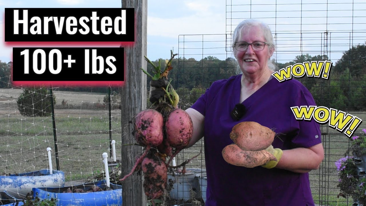 Amazing Sweet Potato Harvest 2024: Watch as We Unearth a Bounty, Inspirational Thought