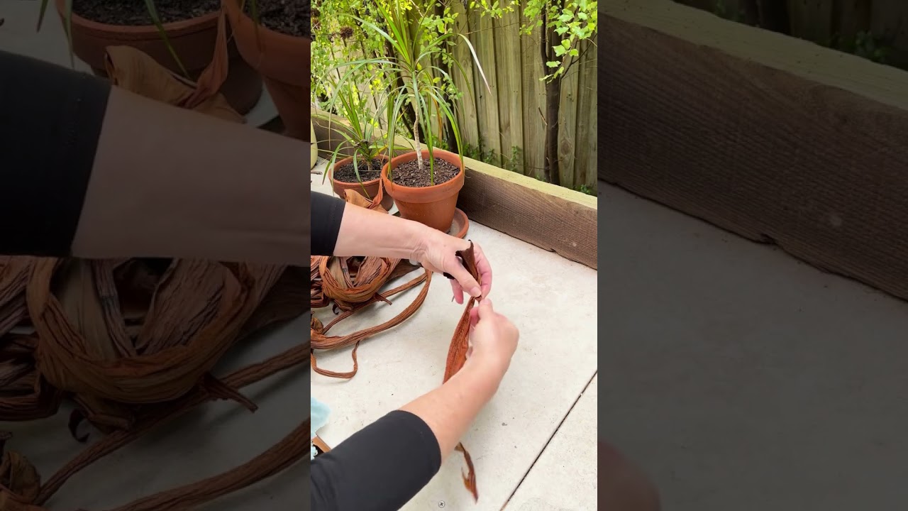 Make cord with a Philodendron leaf sheath