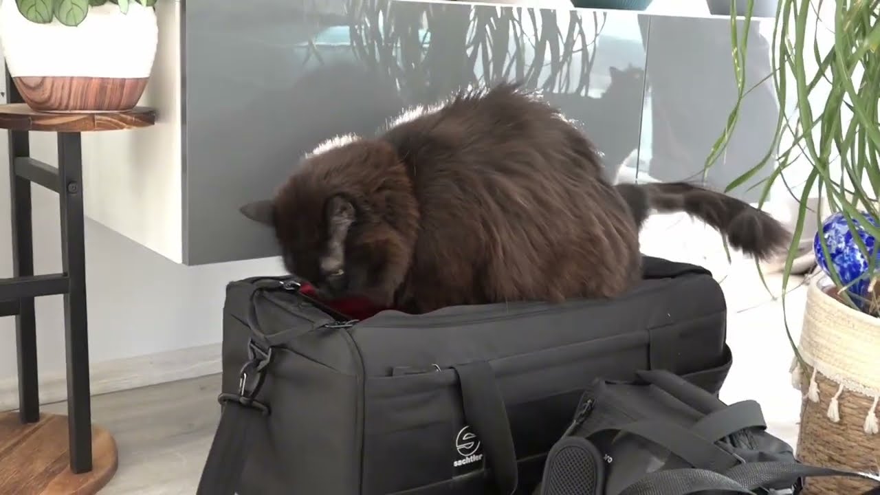 Second Chance Cats