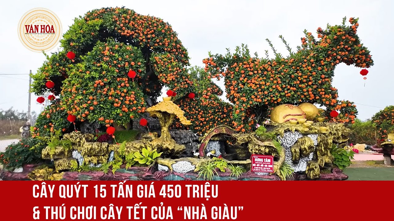 Cây Quýt chơi Tết 450 triệu đồng | Báo Văn Hóa
