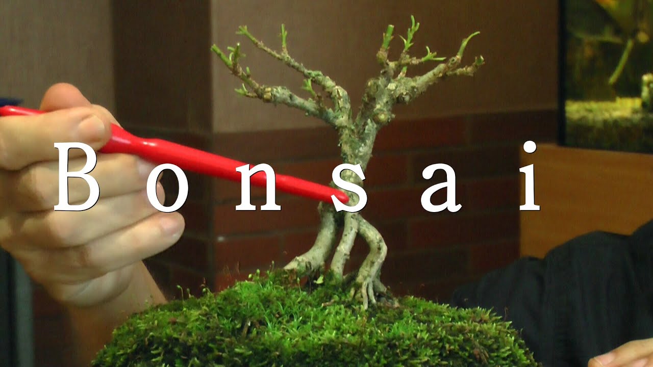 Bonsai Acer pseudoplatanus, Bergahorn Sommerschnitt