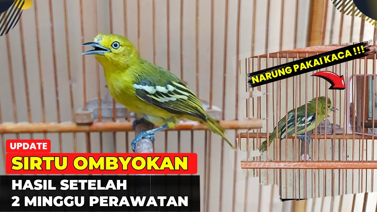 UPDATE SIRTU HASIL OMBYOKAN❗SUDAH MULAI TERLIHAT MENTALNYA❗