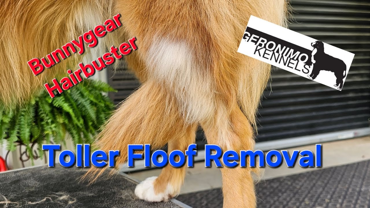 Toller De-Floofing:  Hair Buster Reveiw!