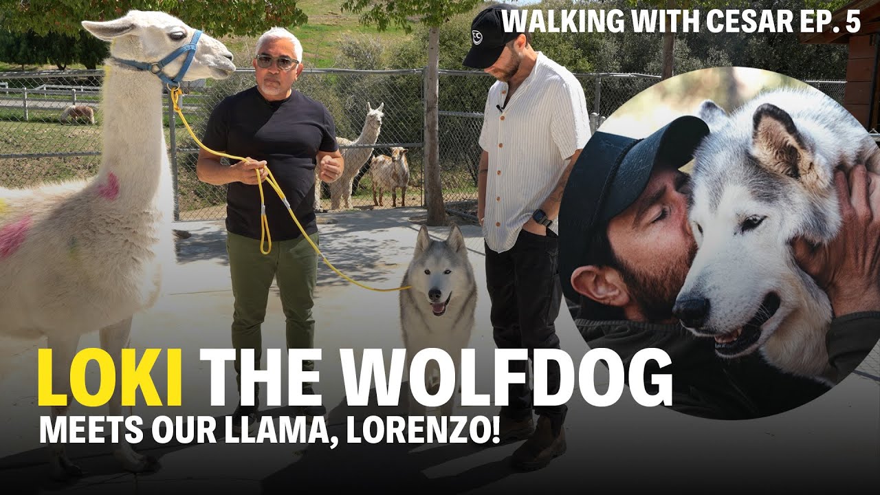 Walking With Cesar Ep. 5 - Loki The Wolfdog