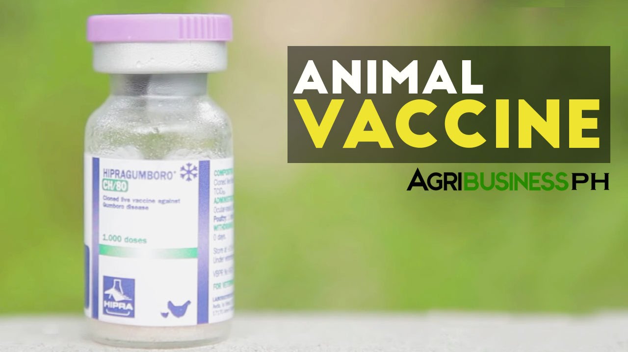 Animal Vaccine : Gumboro Animal Vaccine | Agribusiness Philippines