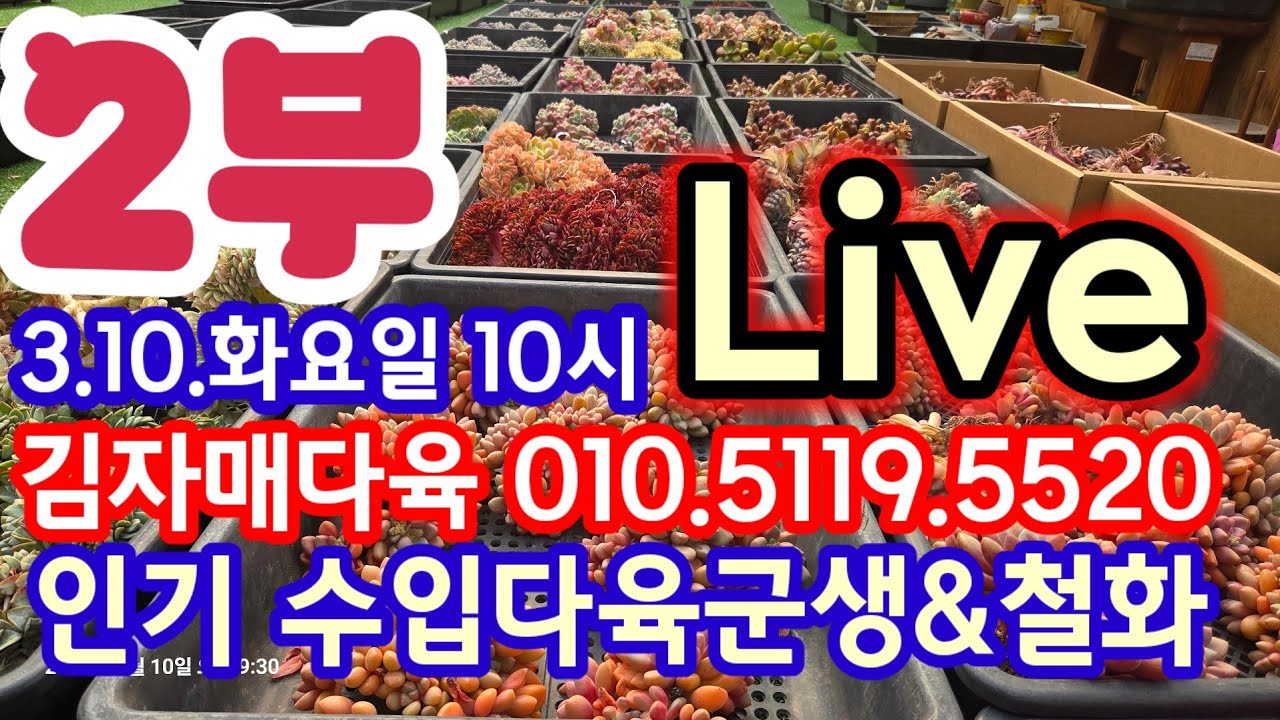 3.10.화요일 10시 김자매다육 라이브 판매방송 김자매다육 010.5119.5520 #수입다육 #라이브판매 #라이브 #코노 #다육이 #픽