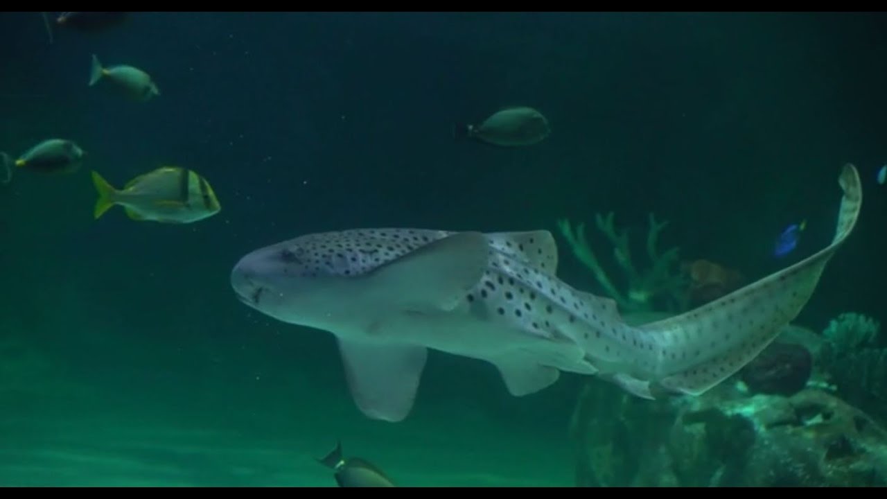 How to Train a Shark