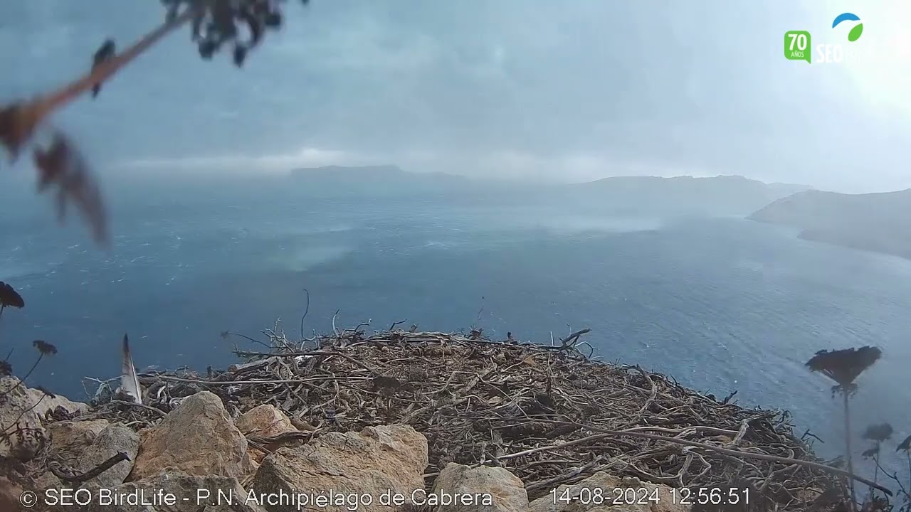 TEMPORAL EN BALEARES -  Águila pescadora - P.N. Cabrera - Osprey Spain