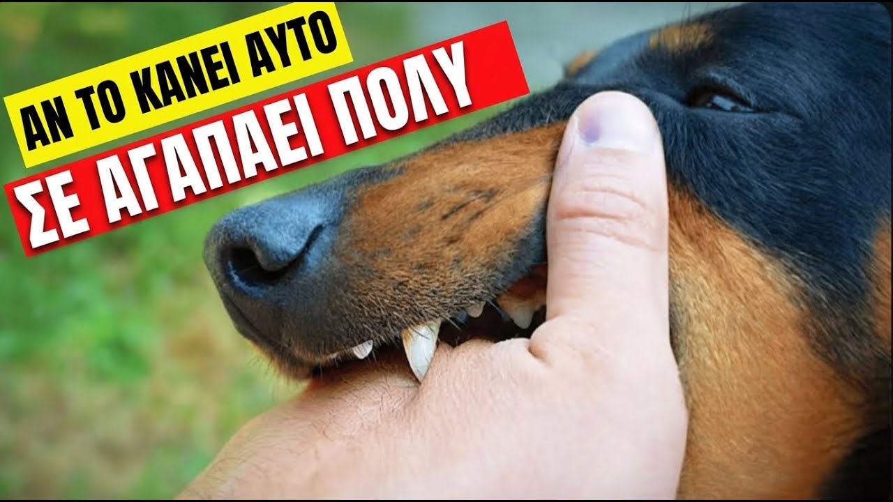 18 ΠΡΑΓΜΑΤΑ ΠΟΥ Ο ΣΚΥΛΟΣ ΣΟΥ ΞΕΡΕΙ ΓΙΑ ΕΣΕΝΑ (ΚΑΙ ΔΕΝ ΕΙΧΕΣ ΚΑΜΙΑ ΙΔΕΑ)