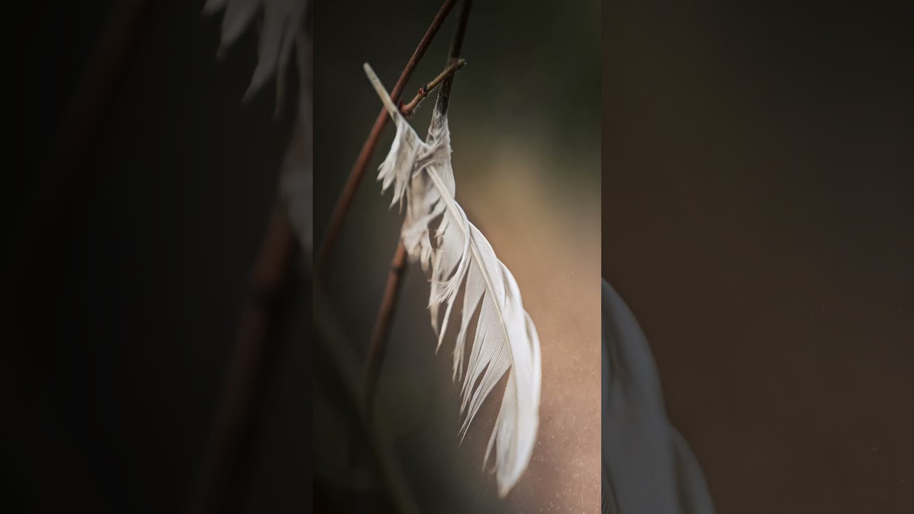 Samyang 135mm f1.8 Semimacro Shot 