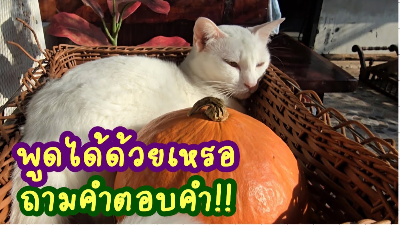 พูดได้ด้วยเหรอ..ถามคำตอบคำซะด้วย!! #แมวจร #catlover #ผู้กองแขกกับแมวจร Vol.2 