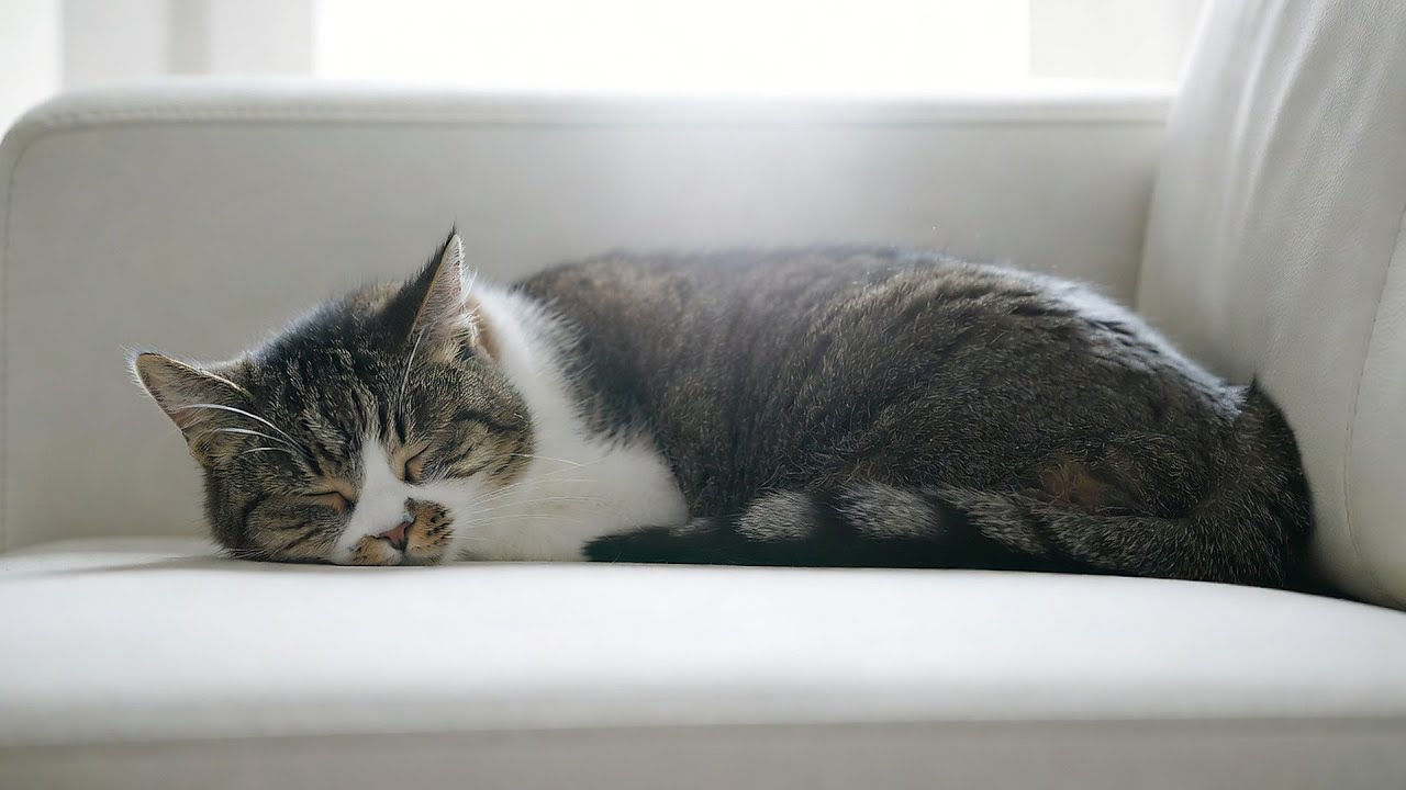 LIVE Soft Kitten Sleeping for Calm Background 🌙 | Season 7