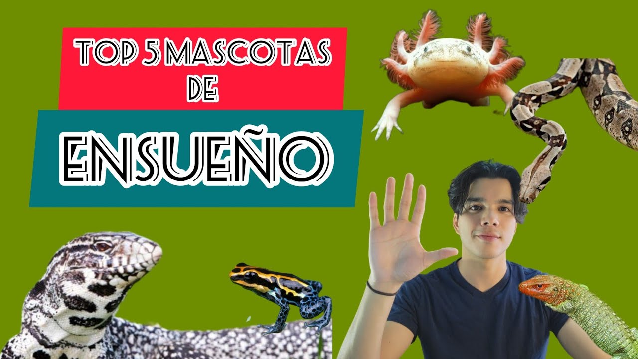 Mis mascotas de ensueño