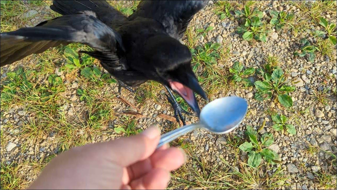 Baby Crow Steals My Spoon And Gets Angry When I Find It