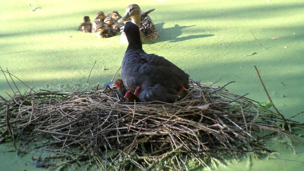 オーバン（水鶏）の巣に、鴨の親子が乱入？！！その時お父さん水鶏が！