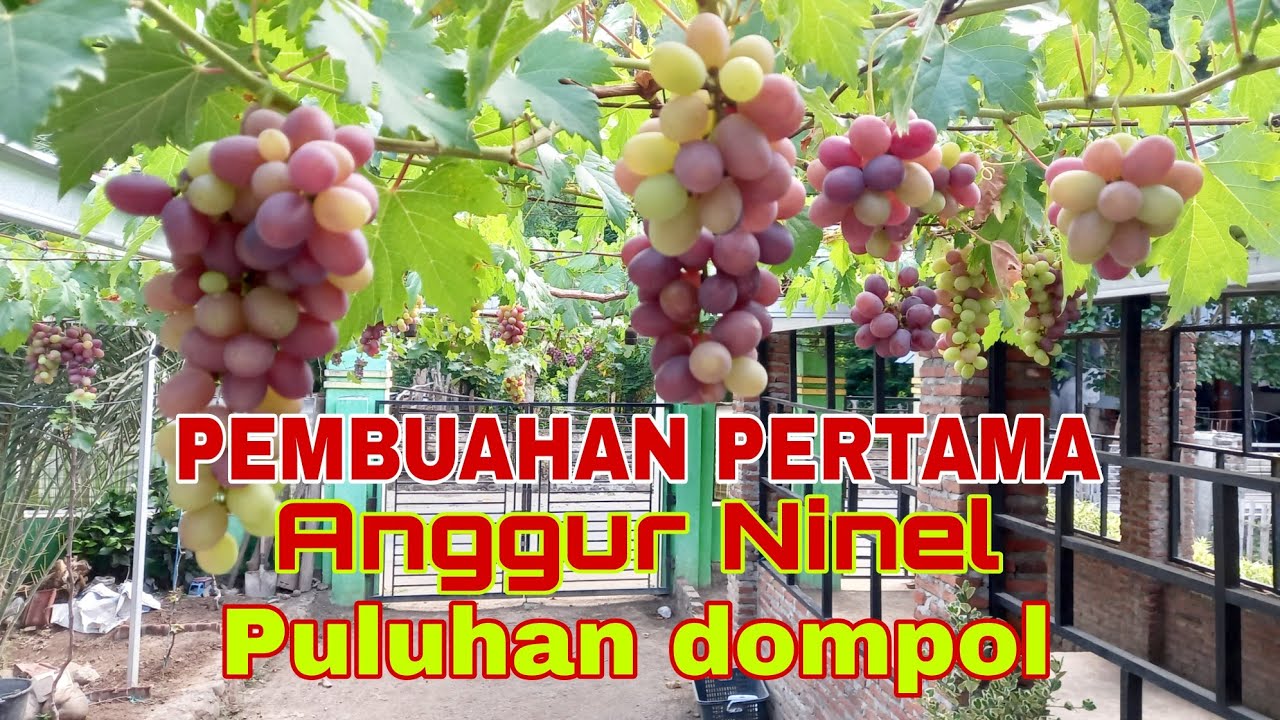 Puluhan dompol buah pertama anggur ninel