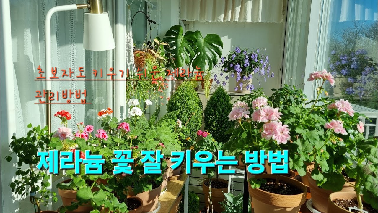 제라늄 꽃 잘 키우는 방법/초보자도 키우기   쉬운 관리방법/제라늄 삽목하기/가지치기 방법