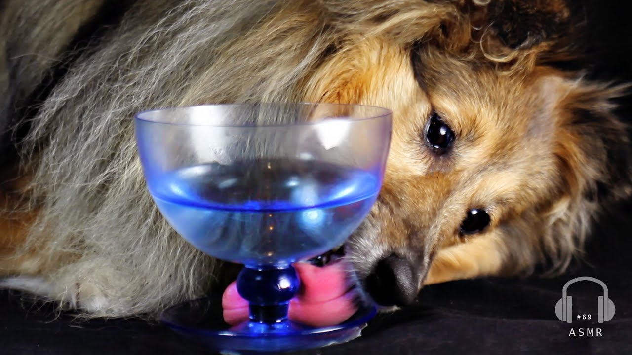 ASMR #69 Dog eating sounds Raw food diet Coconut 🥥 Oil No talking  먹방