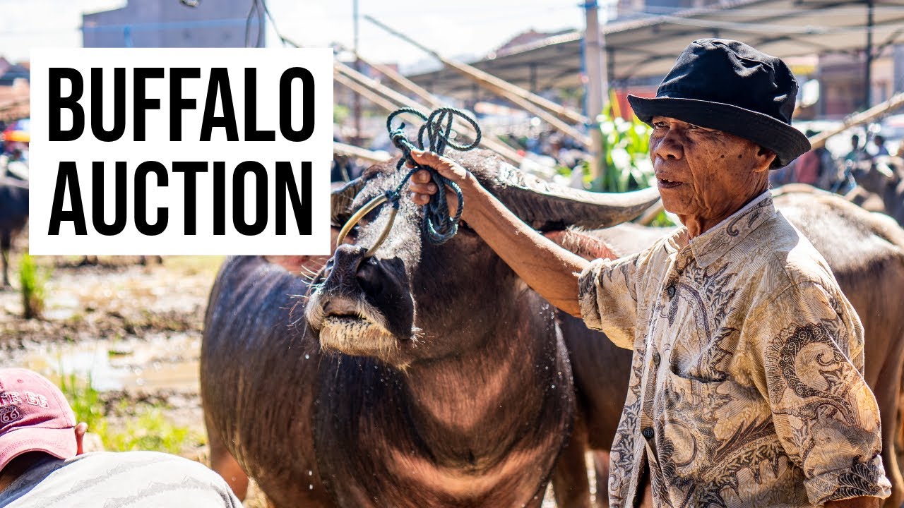 Attending a Crazy Buffalo Market in Tana Toraja, Indonesia