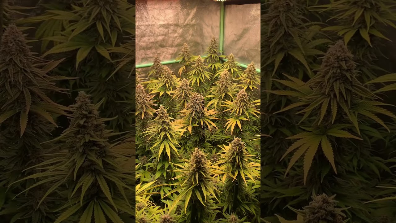 SOG strawberry kush&hellip;white label (sensi seeds)