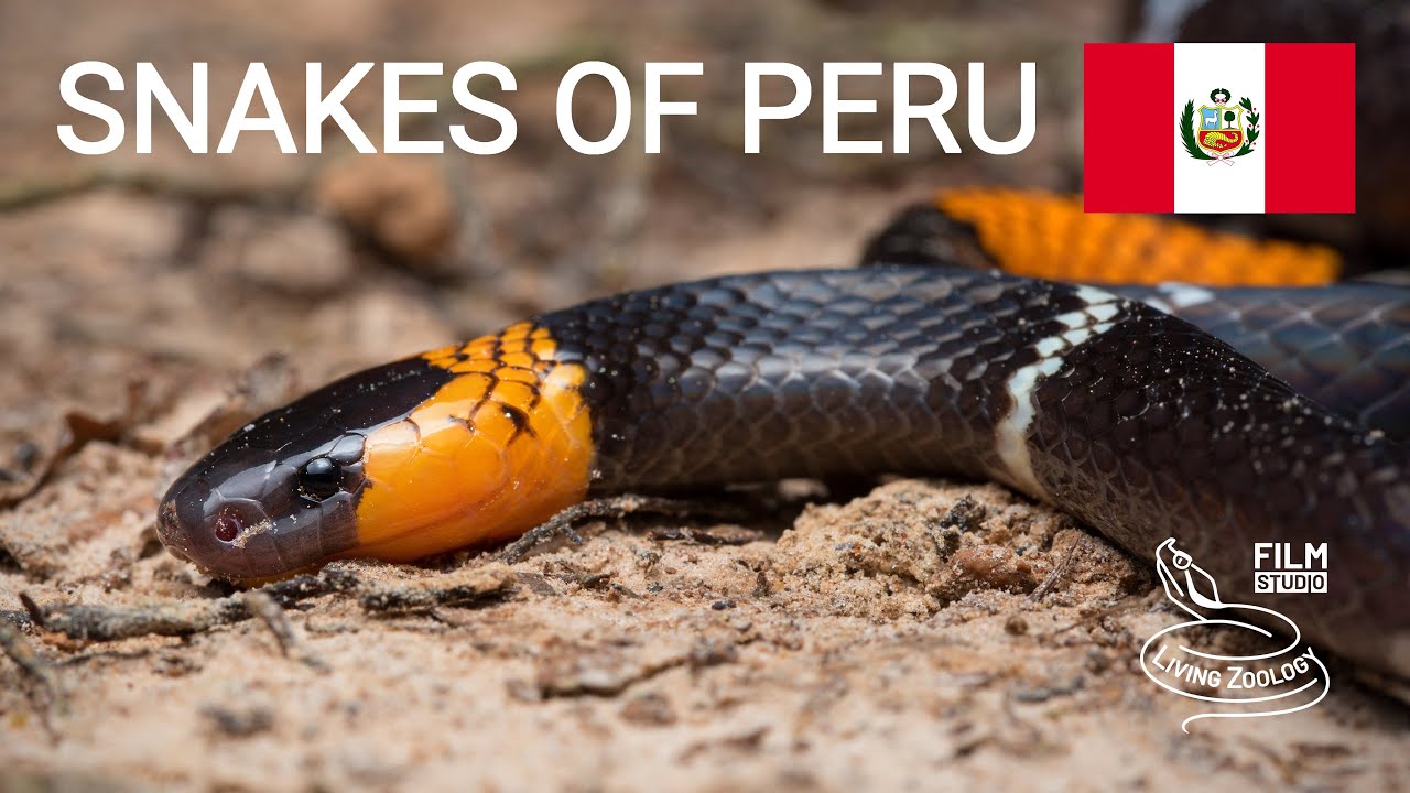 Snakes of Peru, 5 species from the Amazon rainforest, bushmaster, tree boa, coral snake and more