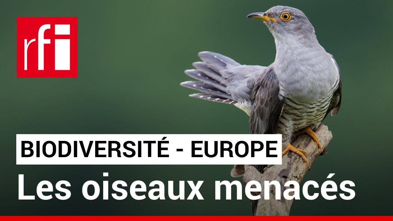 Biodiversité : un quart des oiseaux d’Europe ont disparu • RFI