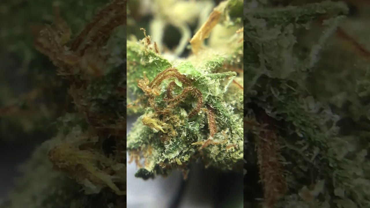 New *Super Exotics* Strain &ldquo;Martian Candy OG&rdquo; Straight Fire