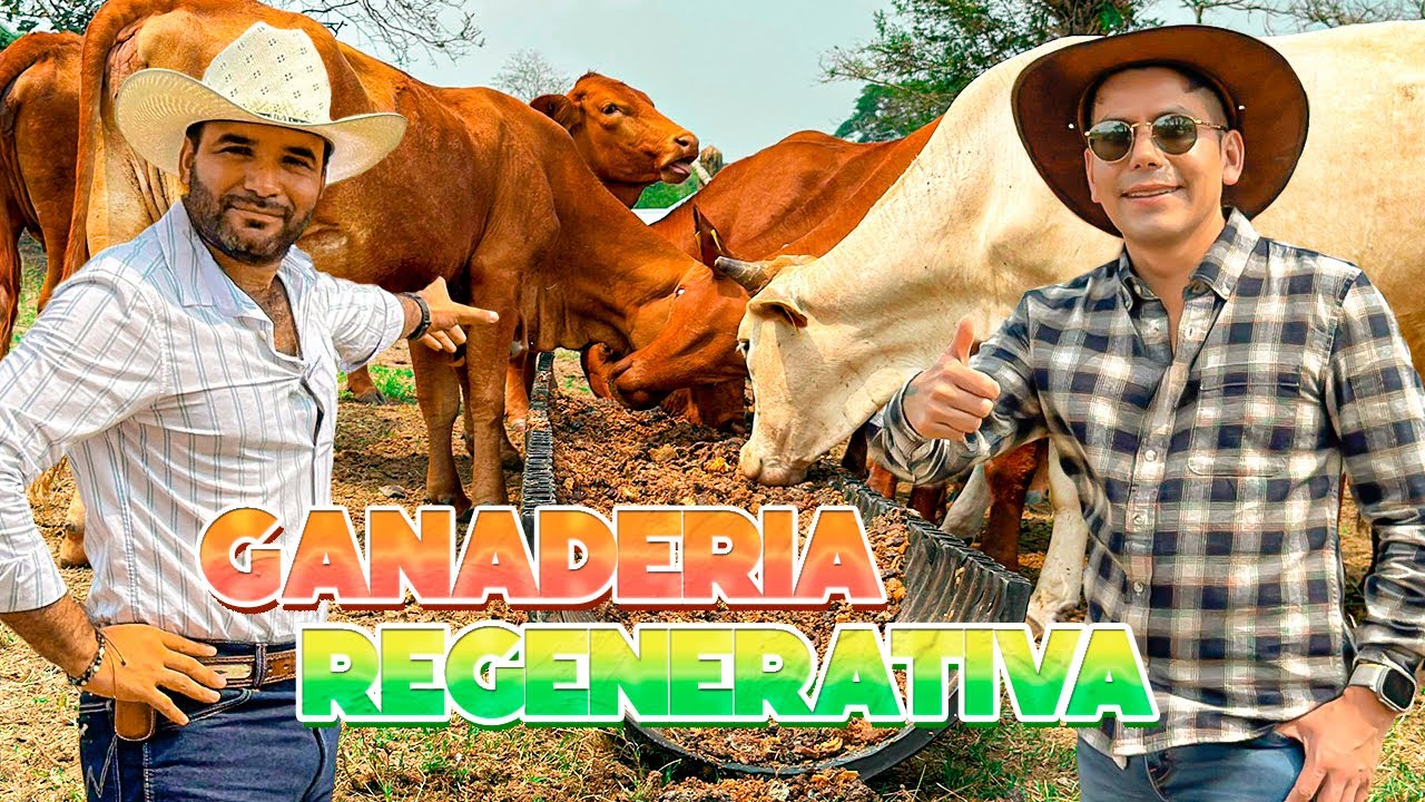 Cascara de Naranja ALIMENTO PARA VACAS | Ganado resistente en potreros | Gusano Barrenador
