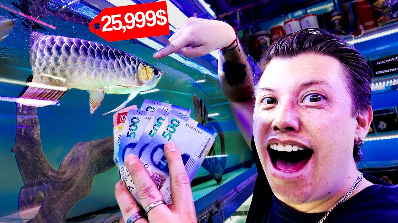 En búsqueda del PEZ más CARO del mercado de los peces Morelos Mario Blogs
