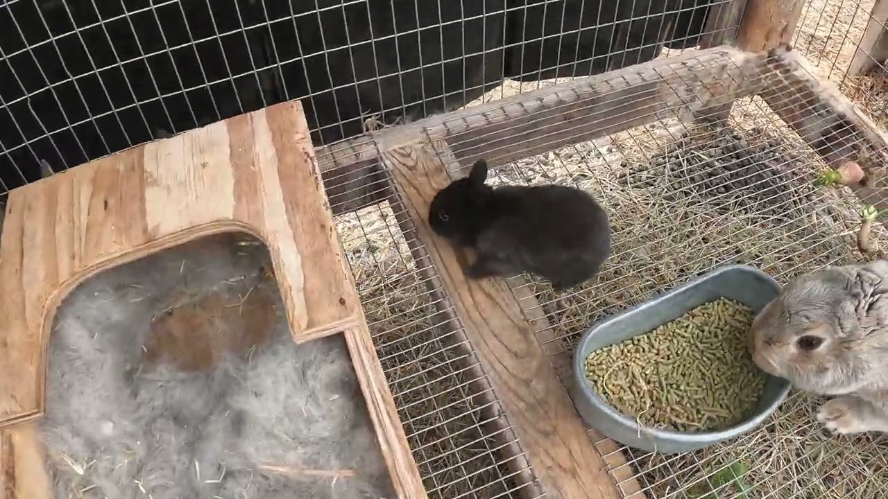 Rabbits and Plants are Growing