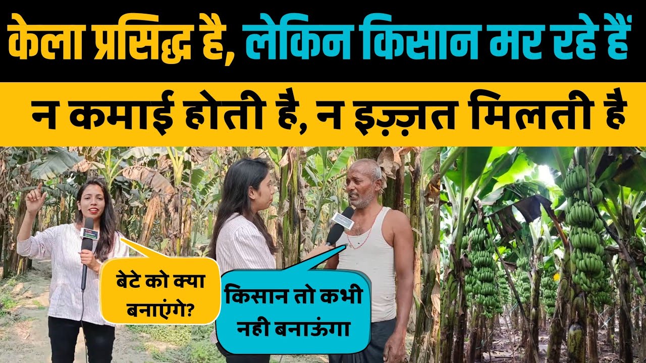 बिहार का हाजीपुर, जहां का केला पूरे भारत मे प्रसिद्ध है। Hajipur Banana Farm। The Indian Stories