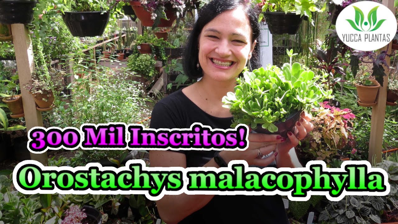 Orostachys malacophylla e Especial de 300K