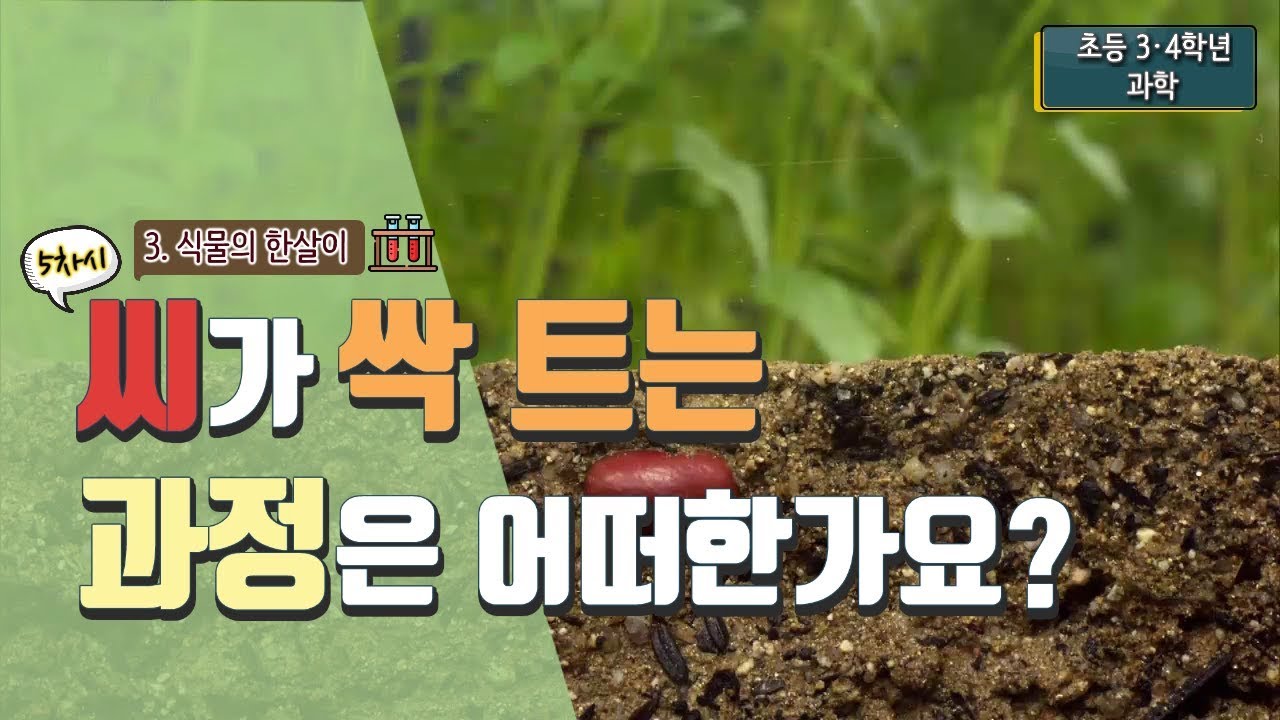 [초등 과학 4-1] 3. 식물의 한살이 - 5차시. 씨가 싹 트는 과정은 어떠한가요?