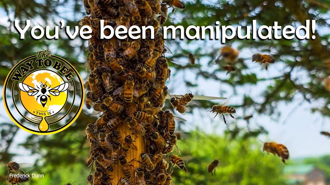 Zero to Thousands in Minutes, Honey Bee Swarm FAKERY dishonest manipulation, pheromones!