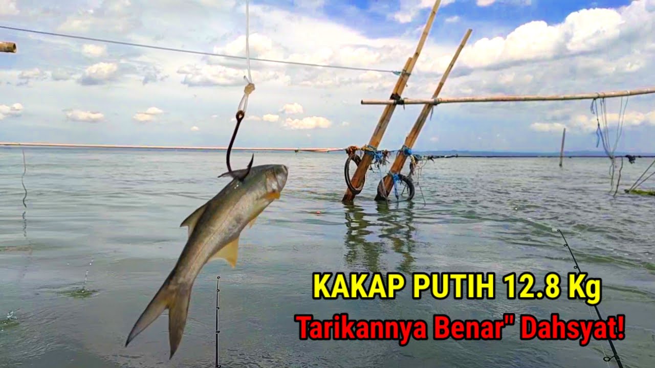 KAKAP PUTIH 10Kg Up! Ternyata Tarikannya Dahsyat