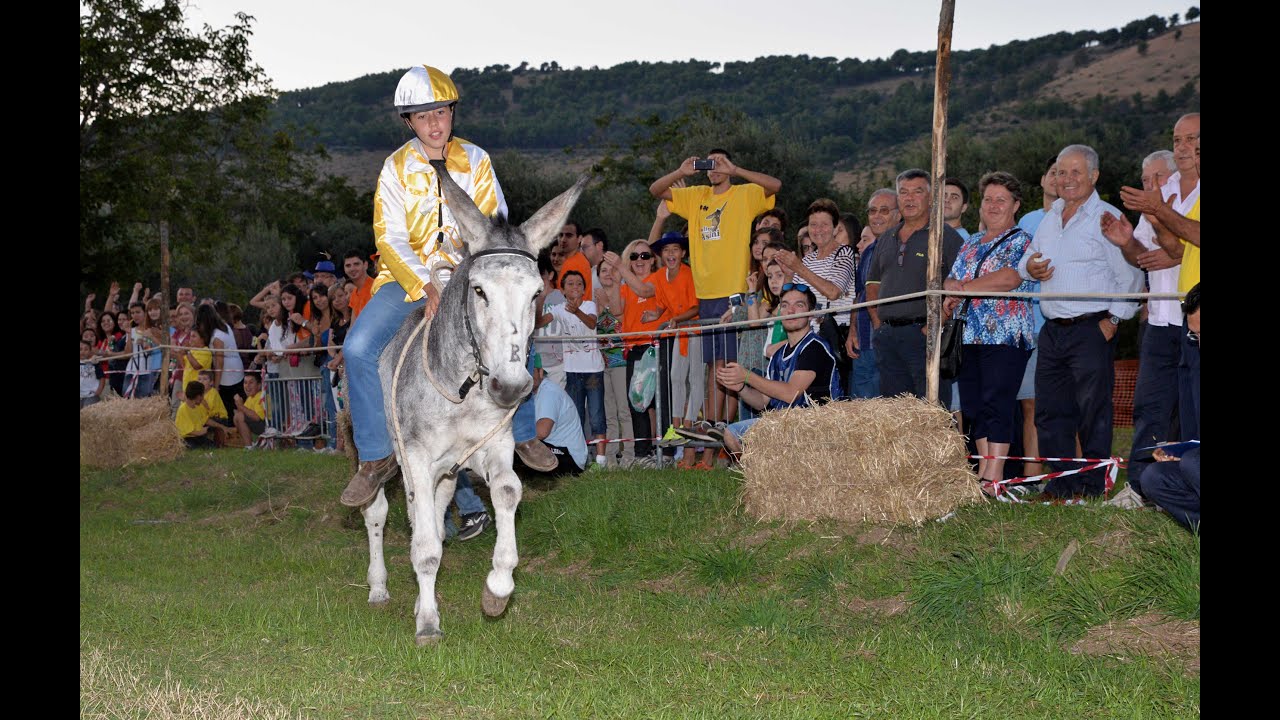 Palio degli asini 2014 (Santa Barbara - Caserta)