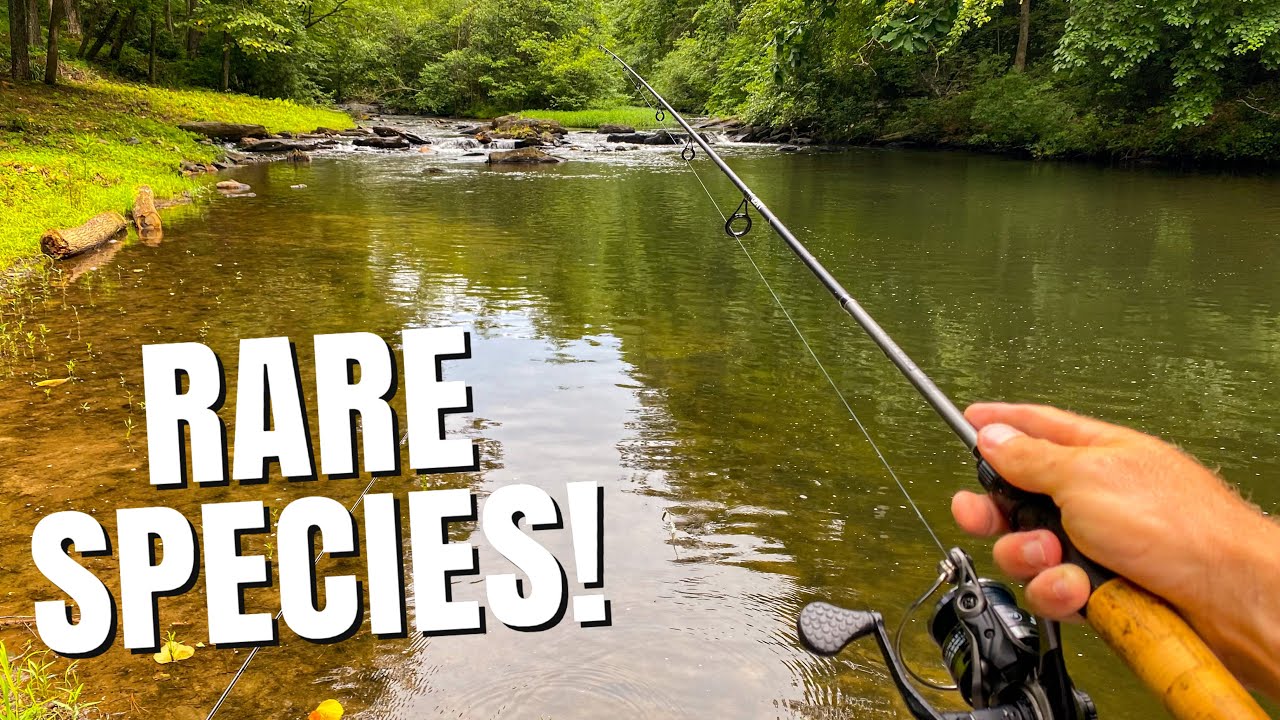 Басс-слэм в Чаттахучи! Редкие виды