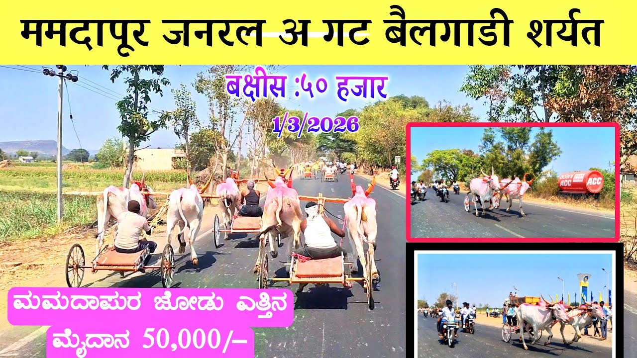 ಮಮದಾಪುರ ಜೋಡು ಎತ್ತಿನ ಮೈದಾನ 50,000/-|ममदापूर जनरल अ गट बैलगाडी शर्यत|Mamadapur Bullcart Race ⚜1-3-2026