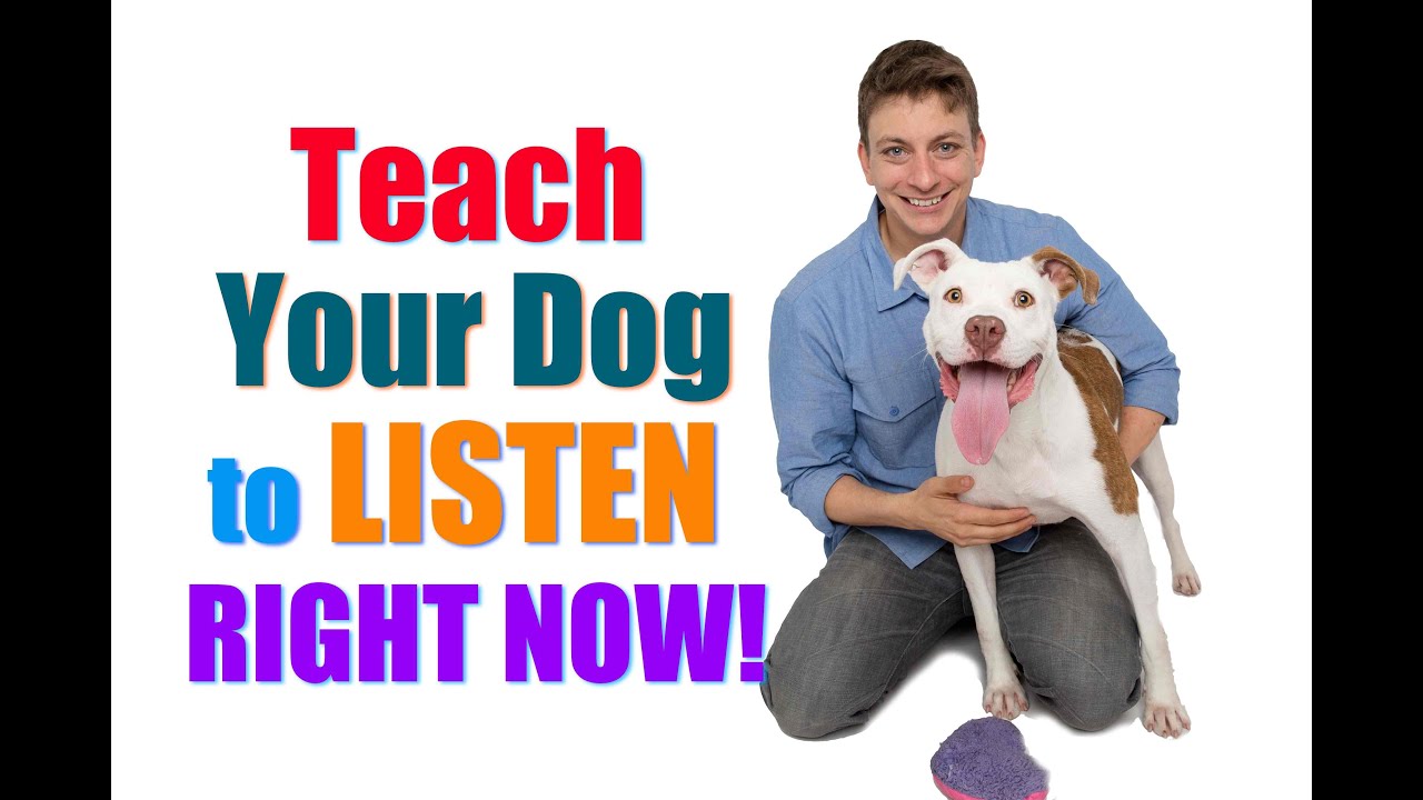 How to Get Your UNFOCUSED Dog to LISTEN to You RIGHT NOW!  (