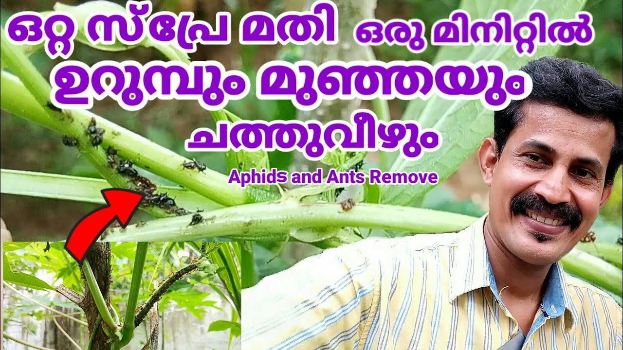 Get rid of Aphids and ants in long beans/ഒറ്റ സ്പ്രേ മതി ഒരു മിനിറ്റിൽ ഉറുമ്പും മുഞ്ഞയും ചത്തുവീഴും