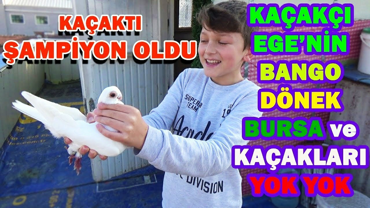 KAÇAK BANGO İLE ŞAMPİYON OLDU. Champion Pigeon