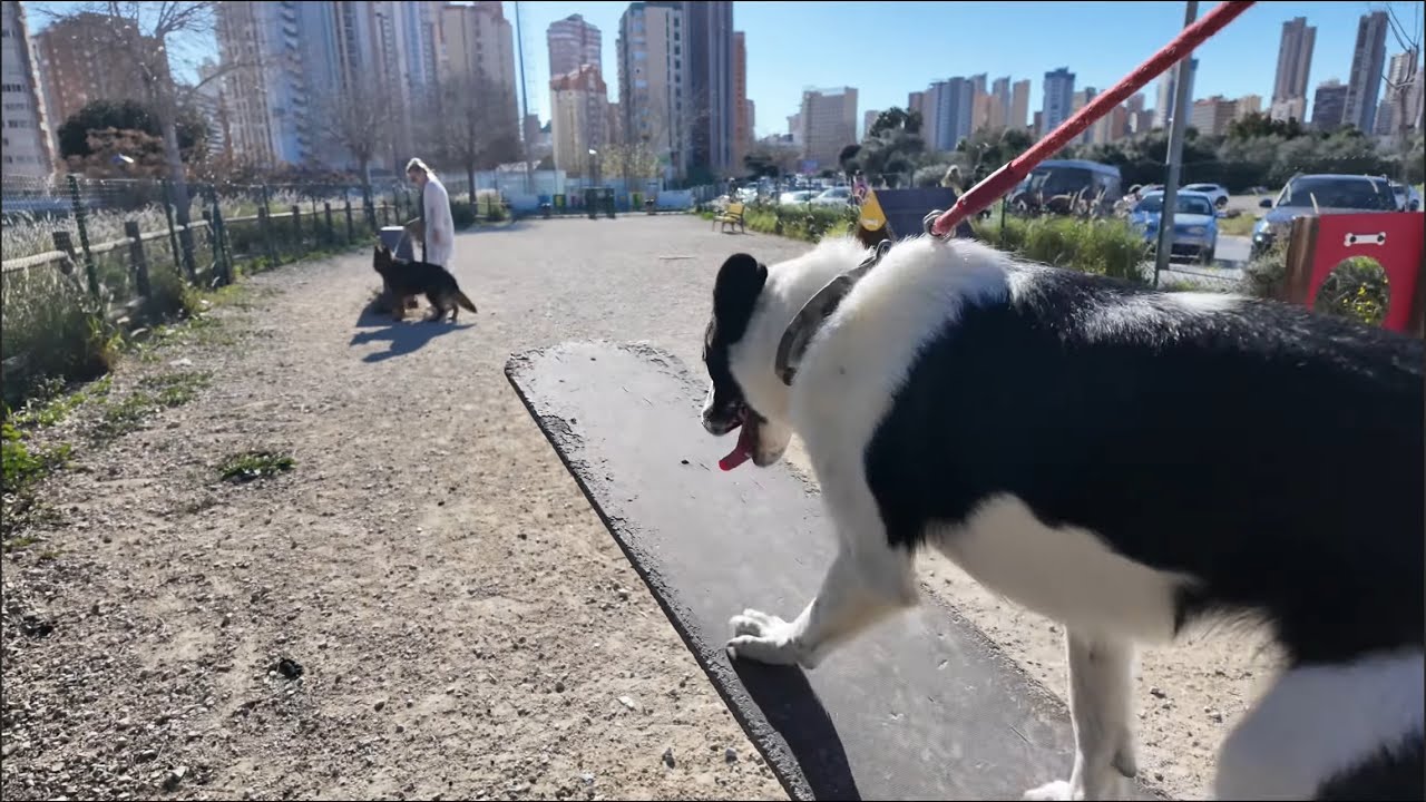 #134 We Vonden een Nederlandse Bakker 🇪🇸🥖in Spanje! | Paco Gaat Voluit 🐶