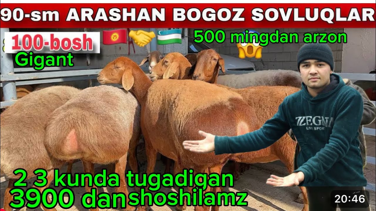 2 3 KUNDA TUGADIGAN TOZA ARASHAN VA ELITA XSORI BOGOZLAR KELDI SHOSHILAMIZ NARXLAR SINDI  ⏰24.soat 