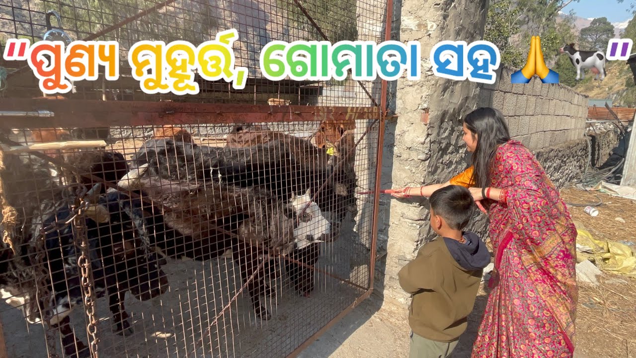 “ଗୋମାତା ସହ ସମୟ—ମନର ଶାନ୍ତି 🐄🤍”