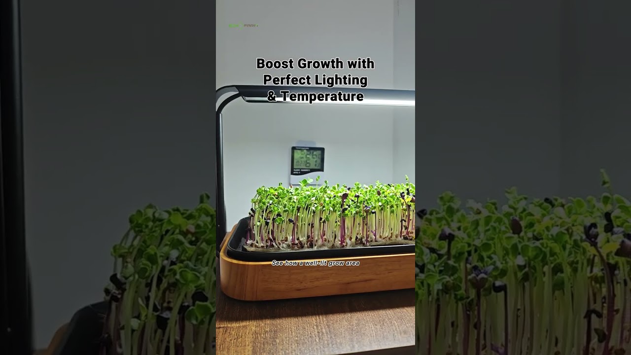 Maximize Yield with Advanced Grow Lights: Your Hydroponic Expertise