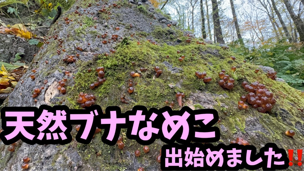 久々にブナの天然ナメコに出会う！！