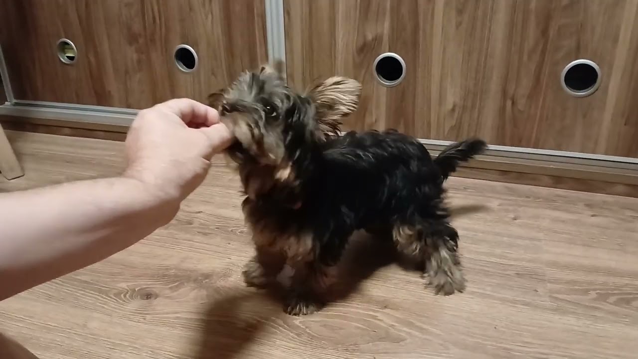 Nutka OI! (power)